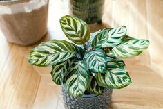 a potted plant sitting on top of a wooden floor