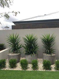 some very pretty plants in large pots by the side of a building with grass and rocks