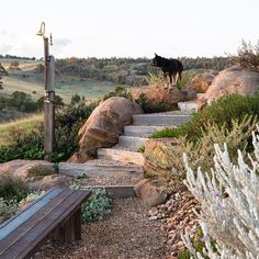 a black dog standing on top of a set of steps next to a wooden bench