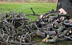 a pile of chopped up wood next to a tree