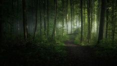 a path in the middle of a forest with trees on both sides and light coming through