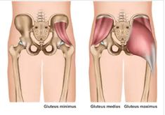 BACKS Gluteus Minimus, Activate Glutes, Lying Leg Lifts, Redefining Strength, Leg Anatomy, Hip Injuries