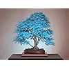 a blue tree sitting on top of a wooden table