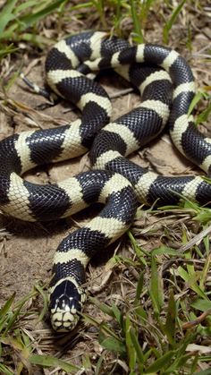 By cowyeow on Flickr California King Snake, King Snake, Reptile Snakes, San Diego California, California King, Amphibians, Reptiles