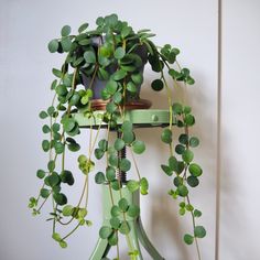 a potted plant with green leaves hanging from it's side on a shelf