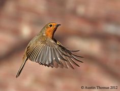 a small bird flying in the air with it's wings spread wide and outstretched