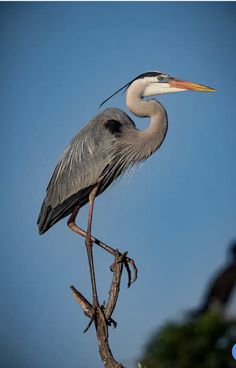 a large bird sitting on top of a tree branch in front of a blue sky