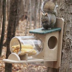 a squirrel eating corn on the cob from a bird feeder that is attached to a tree