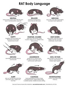 rat body language chart with different types of mice, including the names and their meanings