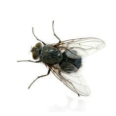 a close up of a fly on a white background with no image in the top right corner