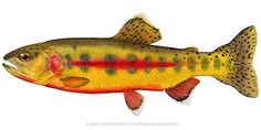 a colorful fish with spots on it's body is shown in this drawing,