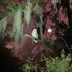 an owl is sitting on a tree branch in the dark forest at night with full moon behind it