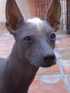 a hairless dog looks at the camera