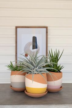 three potted plants sitting on top of a table