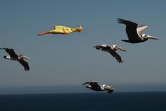 several pelicans are flying in the sky over the ocean and one is floating