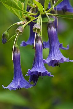 purple flowers with green leaves hanging from them