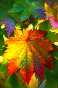 an autumn leaf with a quote from the poem's author, and it is in color