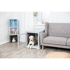 a dog is sitting on the floor in front of a grey couch and bookcase