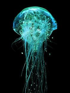 a green jellyfish floating in the water