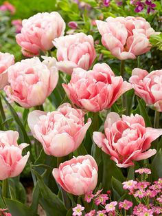 pink flowers are blooming in the garden