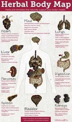 Herbal Body Map - Inside Out Beauty | G Baldwin & Co Medical Herbs, Magia Das Ervas, Body Map, Magic Herbs, Natural Healing Remedies, Healing Remedies, Herbal Healing, Herbal Magic, Home Health Remedies