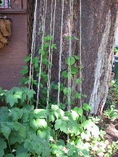 some green plants hanging from a tree in front of a house