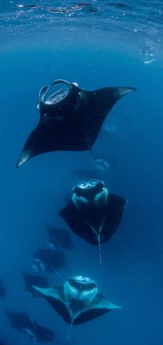 several different types of sea animals swimming in the blue water with sunlight shining on them