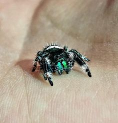 a close up of a person's hand with a spider on it