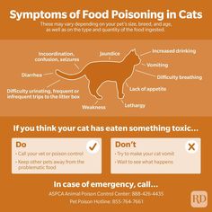 an orange poster with some information about cats