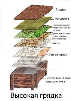 an image of different types of plants and their names in russian language on a white background