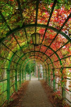 the walkway is lined with green and red leaves on it's sides, leading to an archway covered in foliage