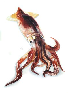 an octopus is laying on the ground with its mouth open