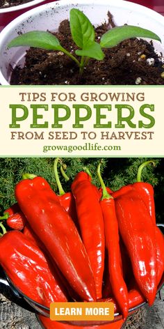 red peppers growing in a pot with the title tips for growing pepers from seed to harvest