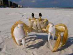 a crab on the beach with its claws out