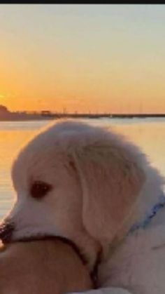 a white dog laying on top of a sandy beach next to the ocean at sunset