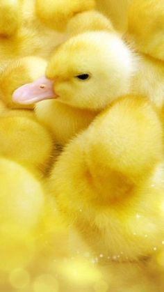 a group of yellow ducks sitting next to each other