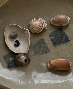 shells and seashells are arranged on a plate