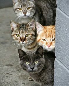 three cats are looking out from behind a wall