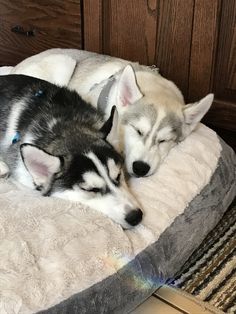 two husky puppies sleeping on a dog bed