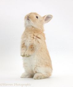 a small rabbit sitting on its hind legs