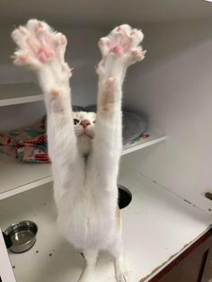 a cat is standing on its hind legs in the kitchen cupboard with it's paws up