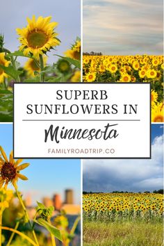 sunflowers in minnesota with the words super sunflowers in minnesota