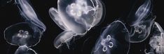 some jellyfish are swimming in the water and it looks like they're floating