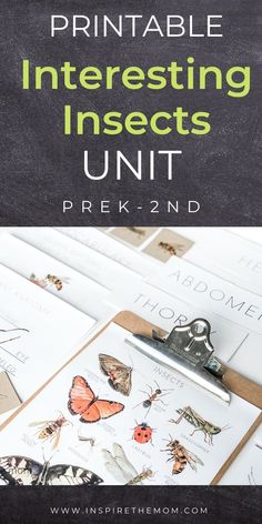 an insect printable with the text, printable interesting insects unit prek - 2nd