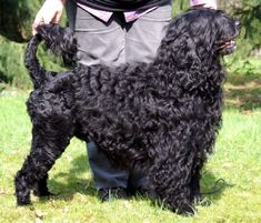 a black dog standing on top of a lush green field next to a person holding it's leash