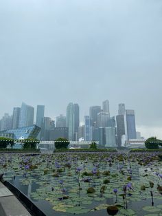 water lilies are blooming in front of the city skyline on a cloudy day