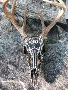 an animal skull with antlers on it's head