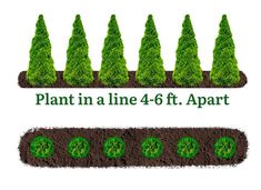 the plant in a line - 6 ft apart is shown with four rows of trees