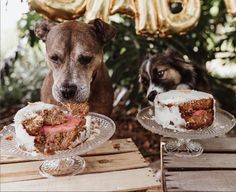 two dogs are sitting at a table with cakes on it and one dog is looking at the camera