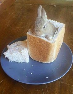 a small rabbit sitting in a piece of bread on top of a blue plate,